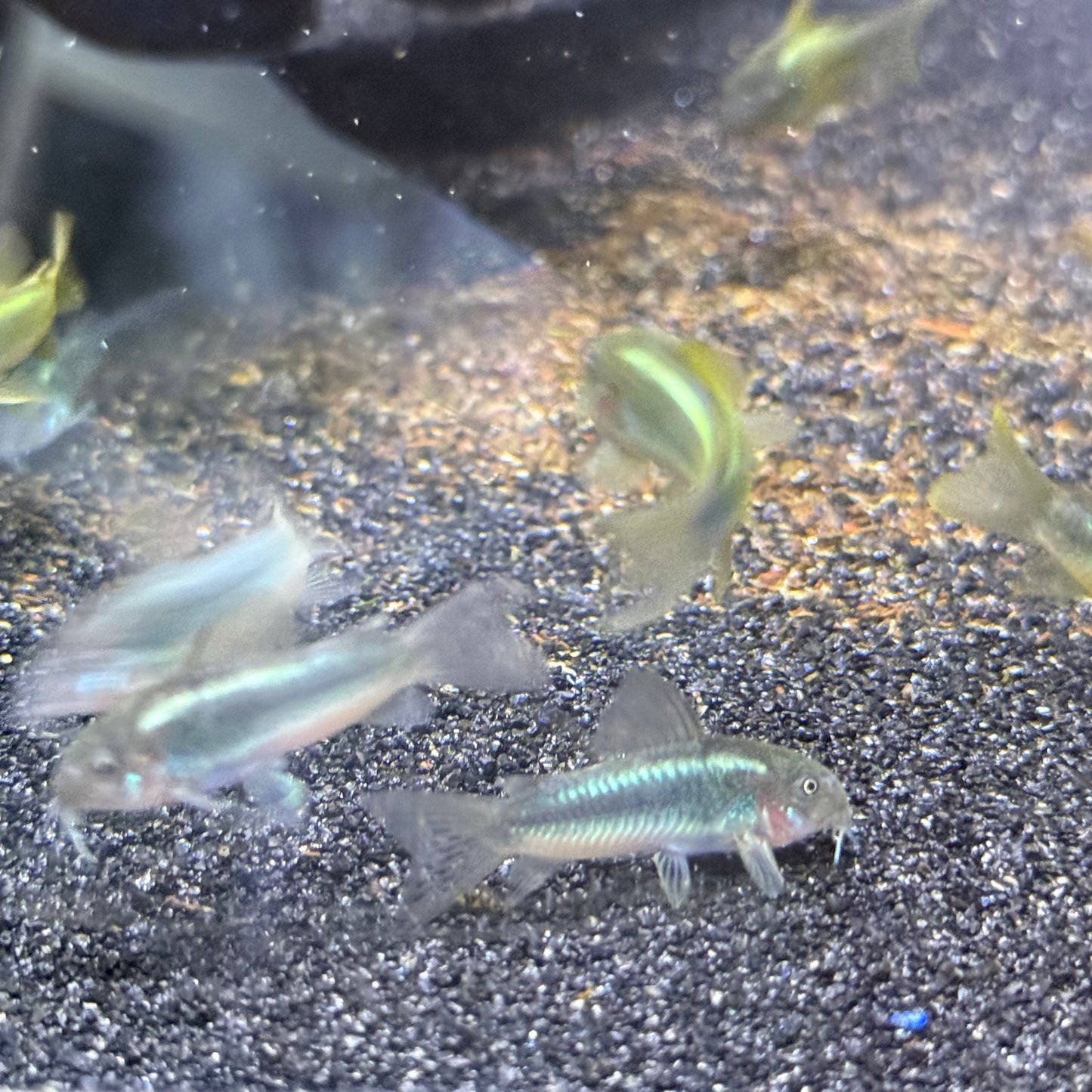 CW009 Green Laser Cory