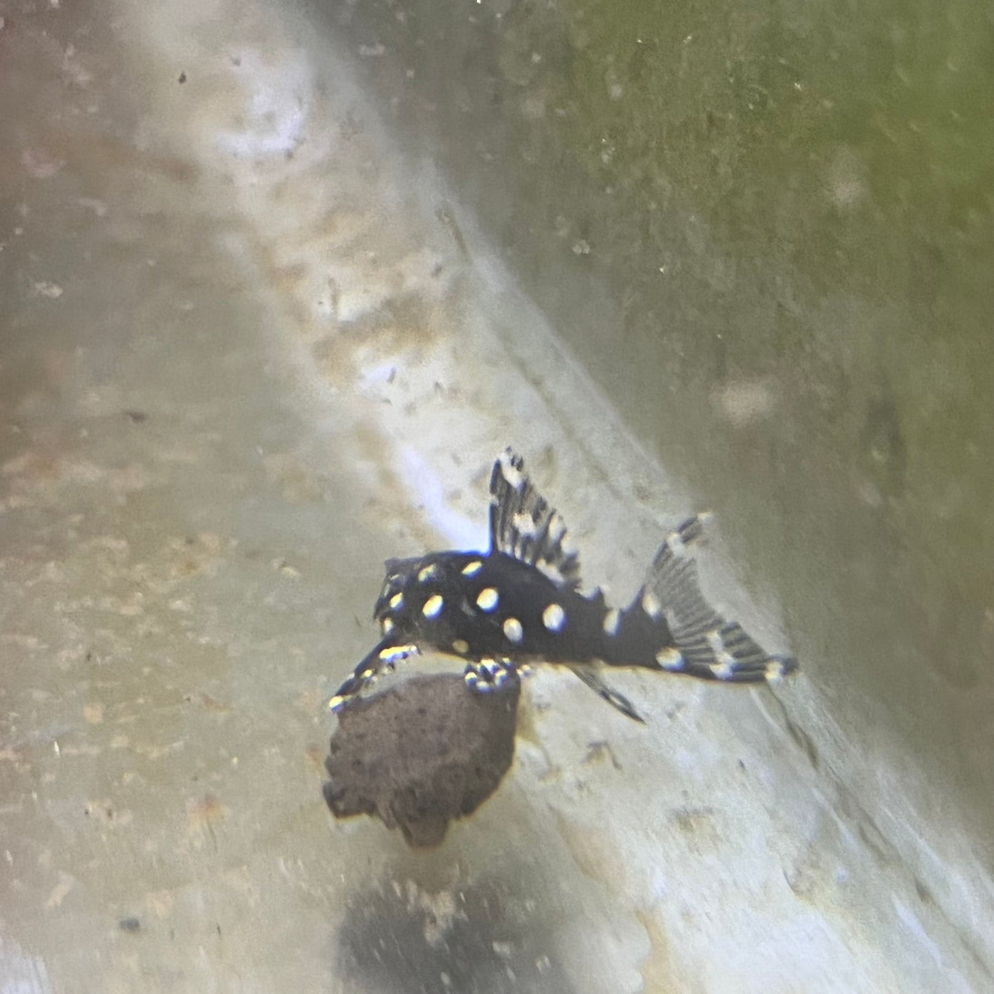 L471 Dwarf White Spotted Pleco