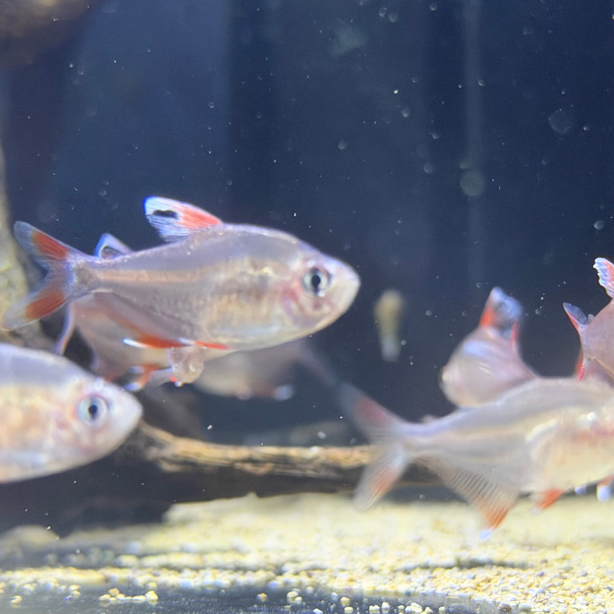 Candy Cane (HY511) Tetra