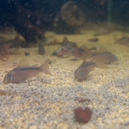 Rusty Cory