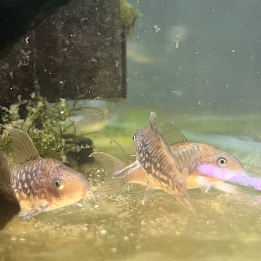 C005 Cory Pair