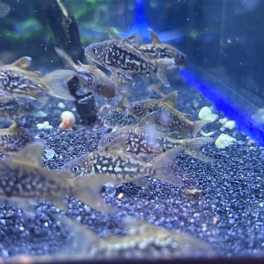 C005 Cory