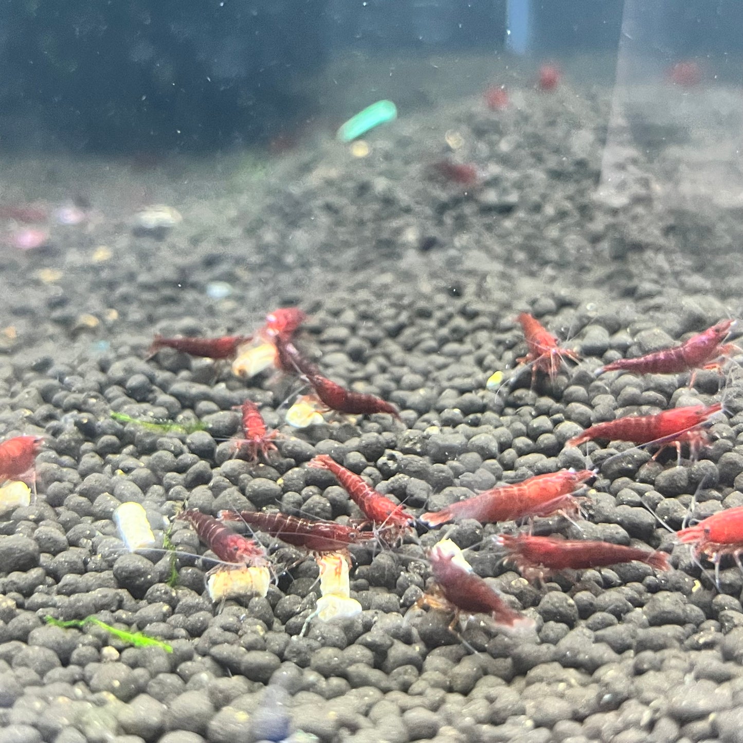 Bloody Mary (Dark Red) Shrimp