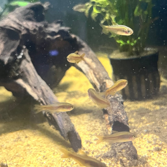 Scratched Kerri Tetra