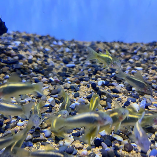 CW010 Gold Laser Cory