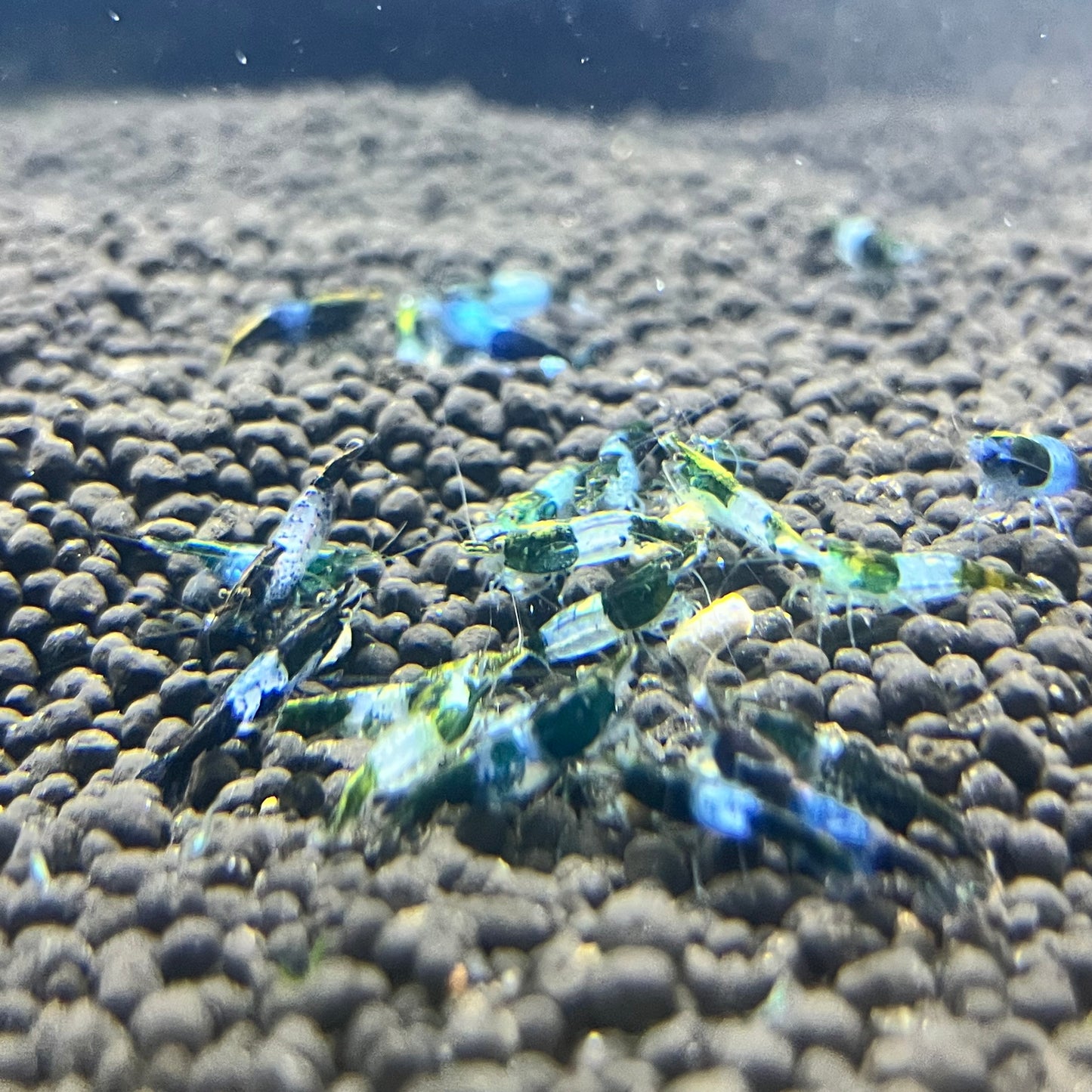 Green Rili Shrimp
