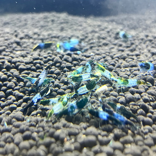 Green Rili Shrimp