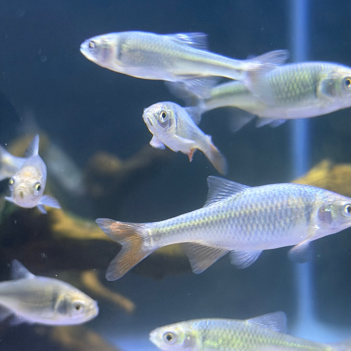 Rainbow Dace (Cyprinella Lutrensis)