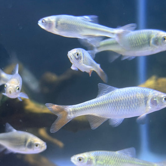 Rainbow Dace (Cyprinella Lutrensis)