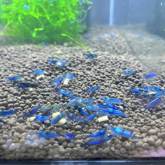 Blue Rili