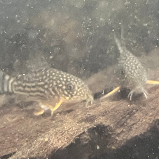 Sterbai Cory