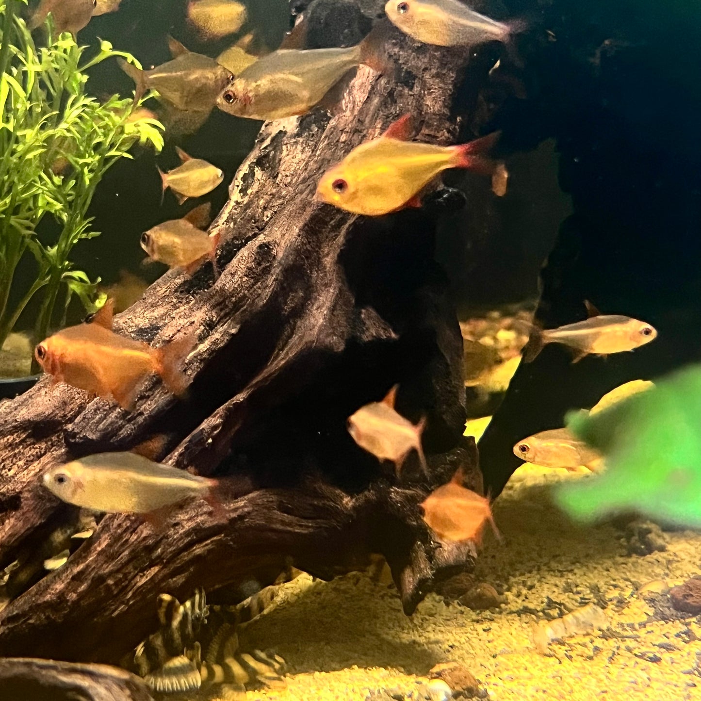 Red Muzel Tetra (Hyphessobrycon sp. “Muzel Red Cherry“)