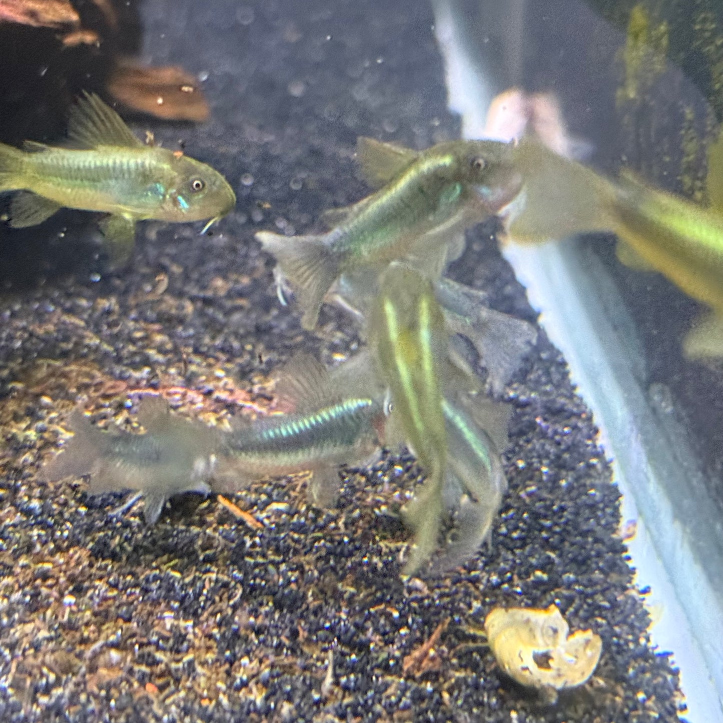 CW009 Green Laser Cory