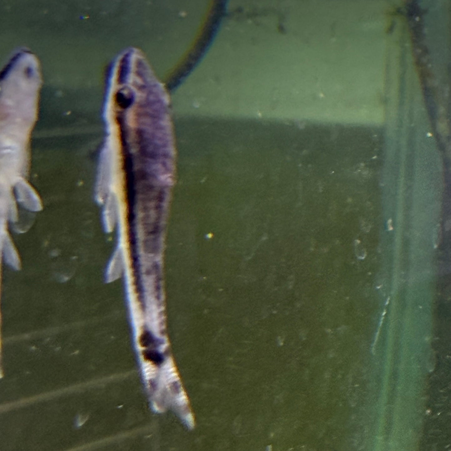 Otocinclus Catfish