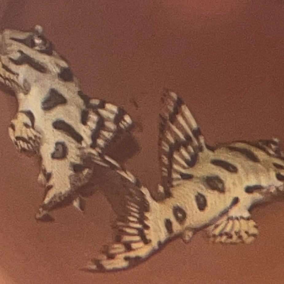 L236 (RB Line) Super White Pleco