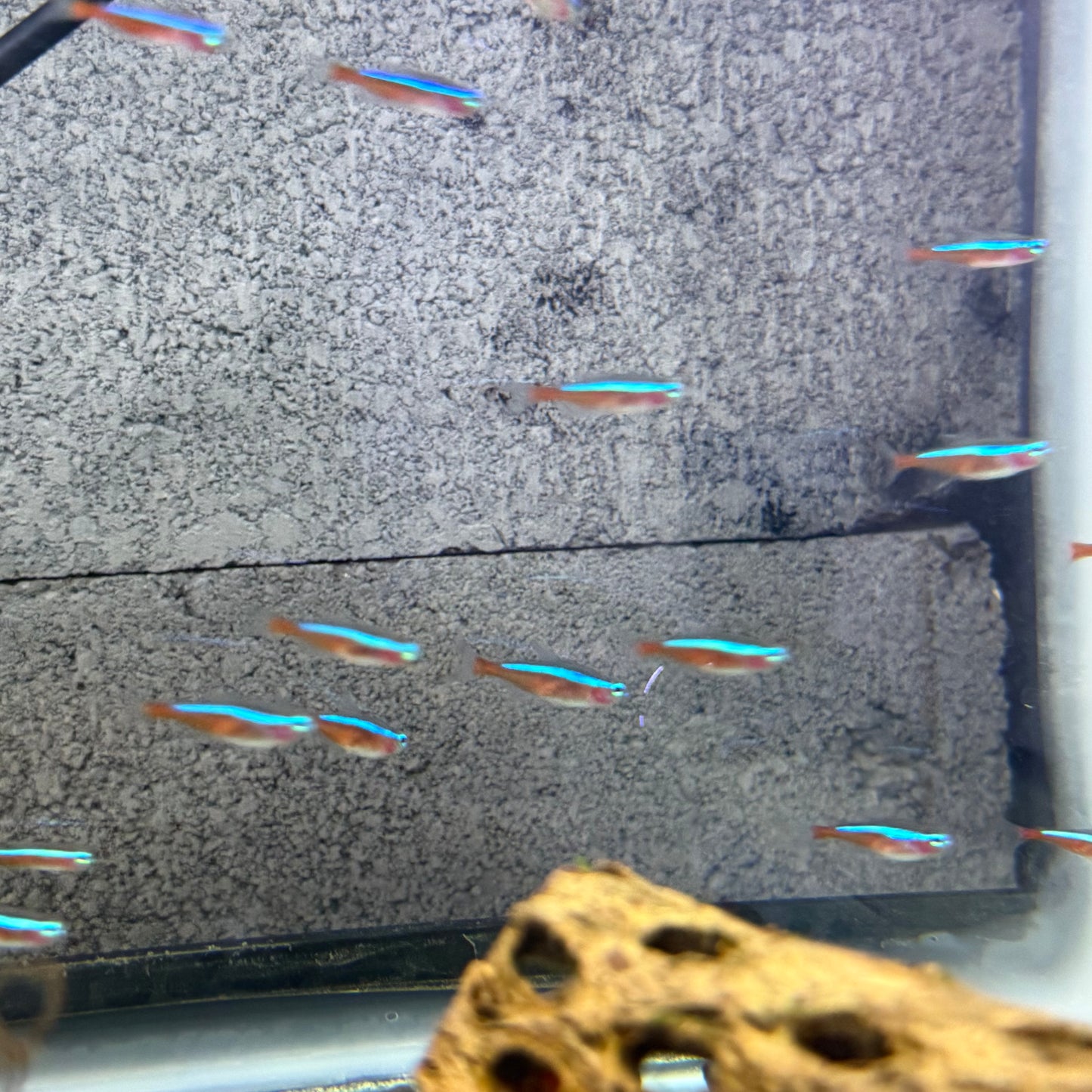 Cardinal Tetra