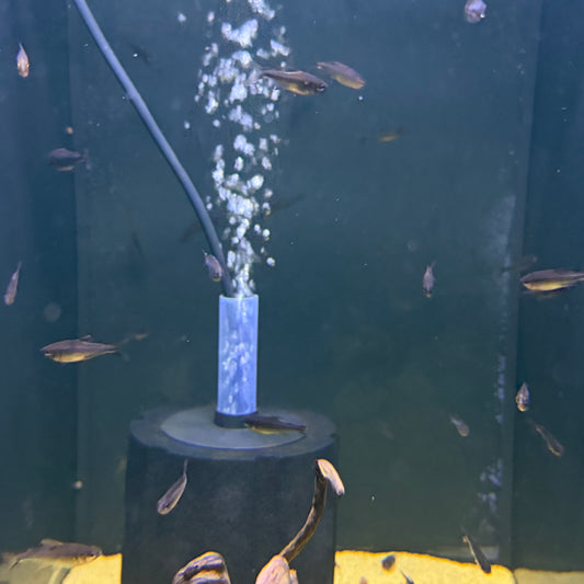 Blueberry Tetra (Hyphessobrycon Wadai)