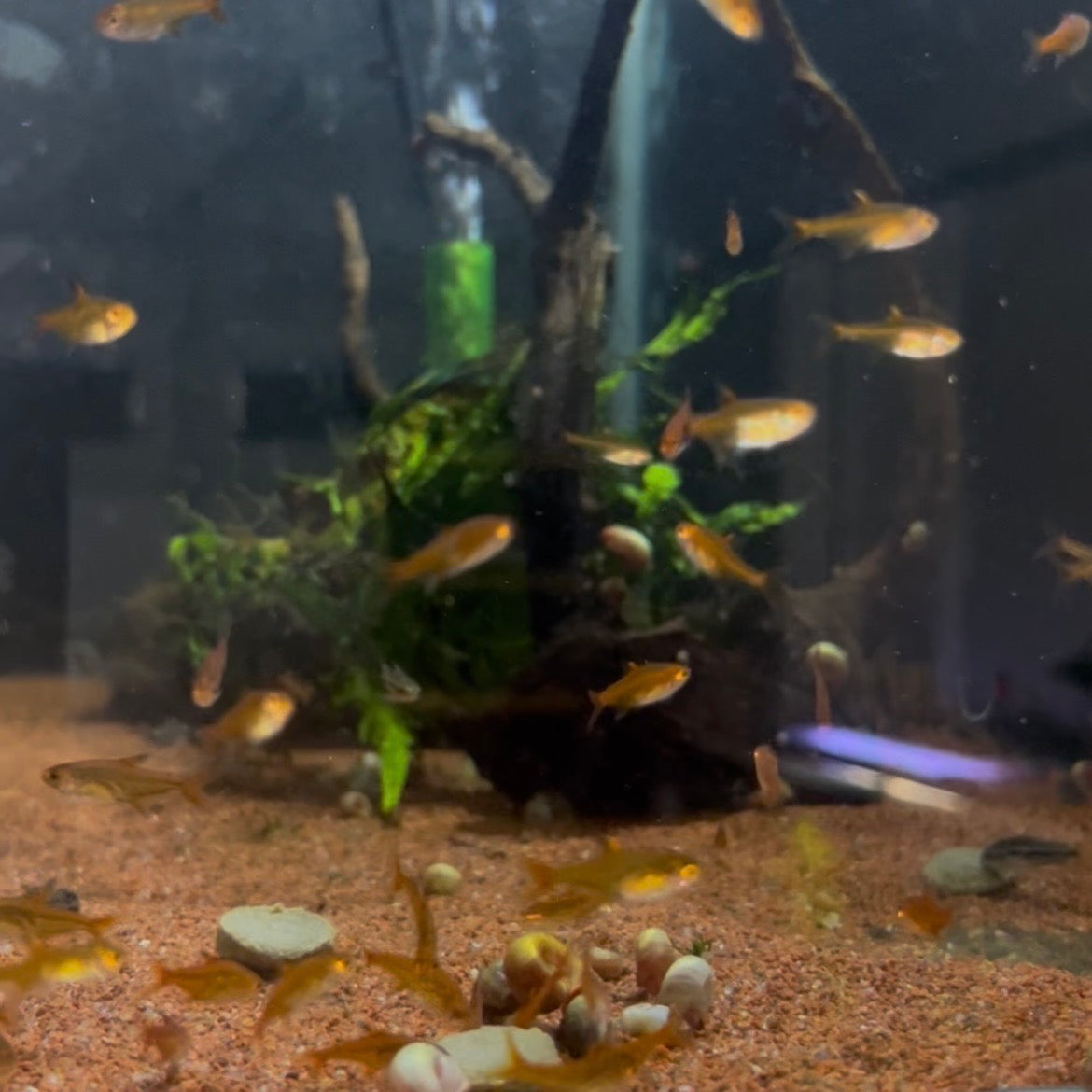 Ember Tetra (Hyphessobrycon Amandae)