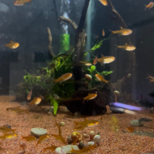 Ember Tetra (Hyphessobrycon Amandae)