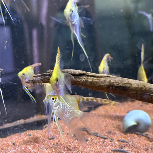 Red Head Dimond Longfin Angelfish