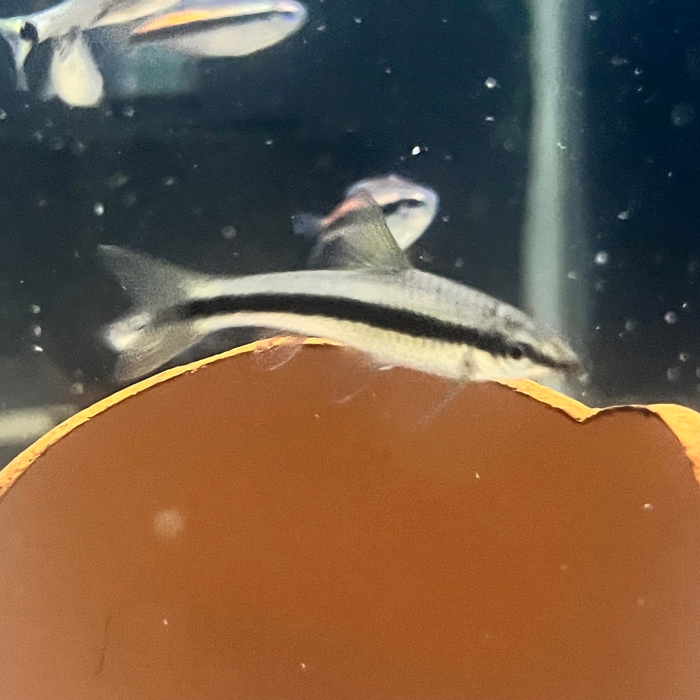 Siamese Algae Eater
