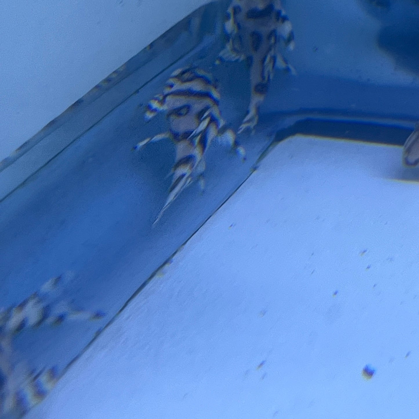 L236 (RB Line) Super White Pleco