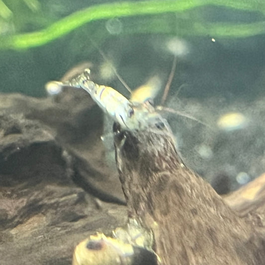 Snow Zebra Sulawesi Shrimp