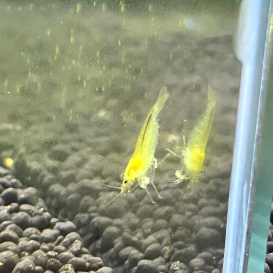 Yellow Amano Shrimp