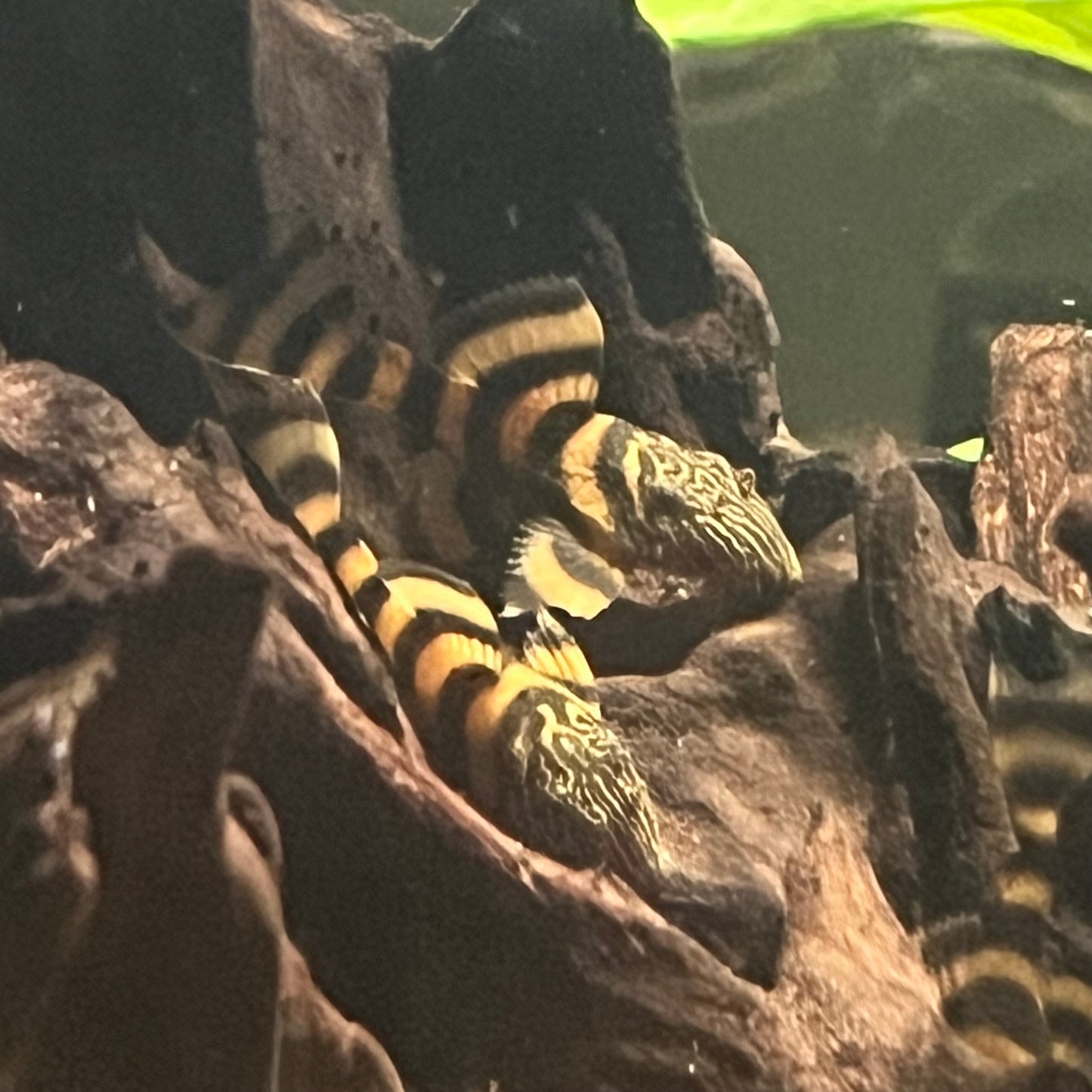 L397 Alenquer Tiger Pleco