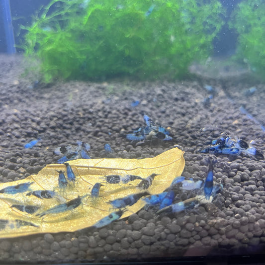 Carbon Rili Shrimp