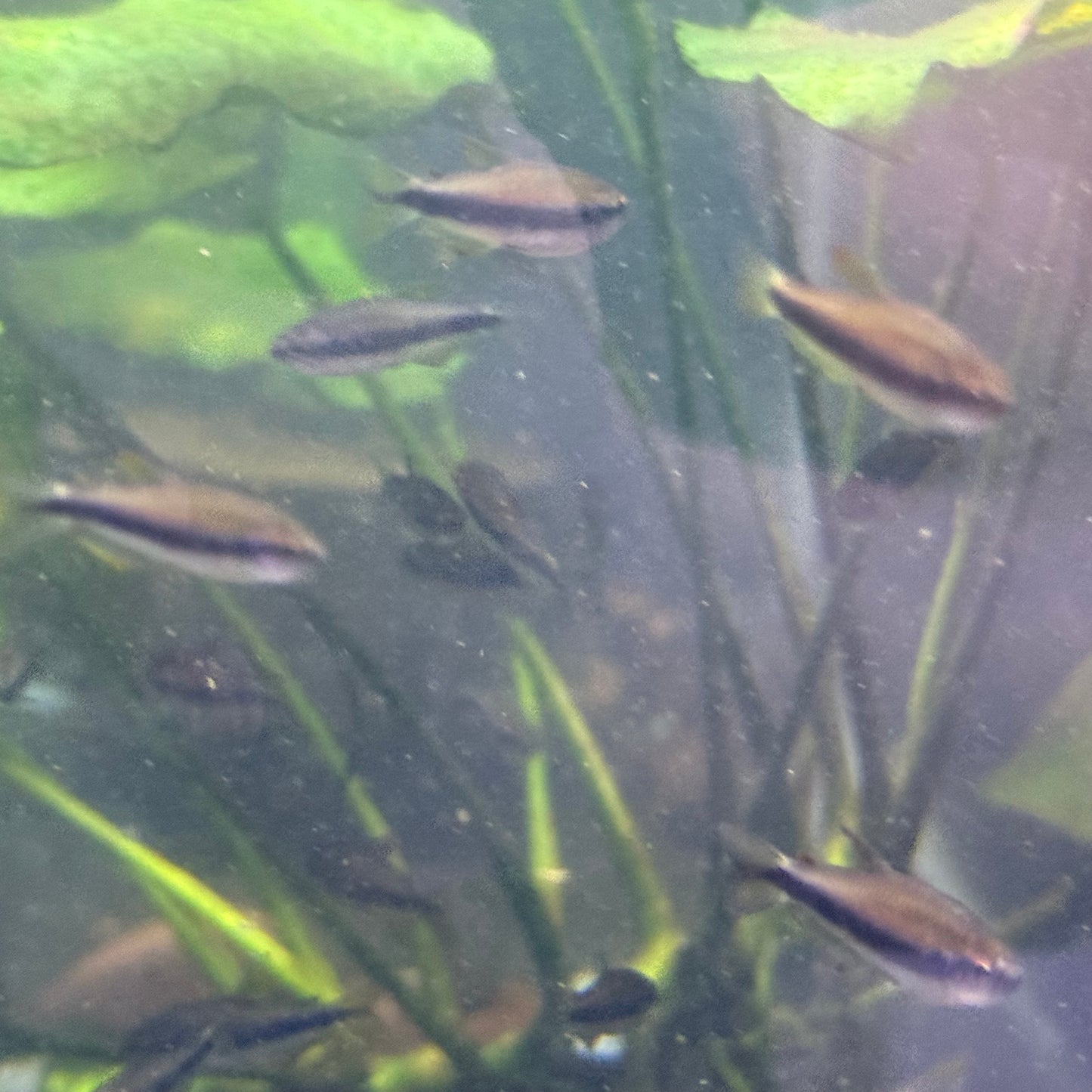 Red Eye (yellow orange Kerri) Tetra (Inpaichthys Kerri)
