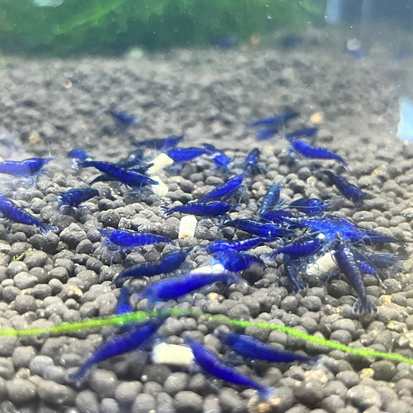 Blue Diamond (Ocean Blue) Shrimp