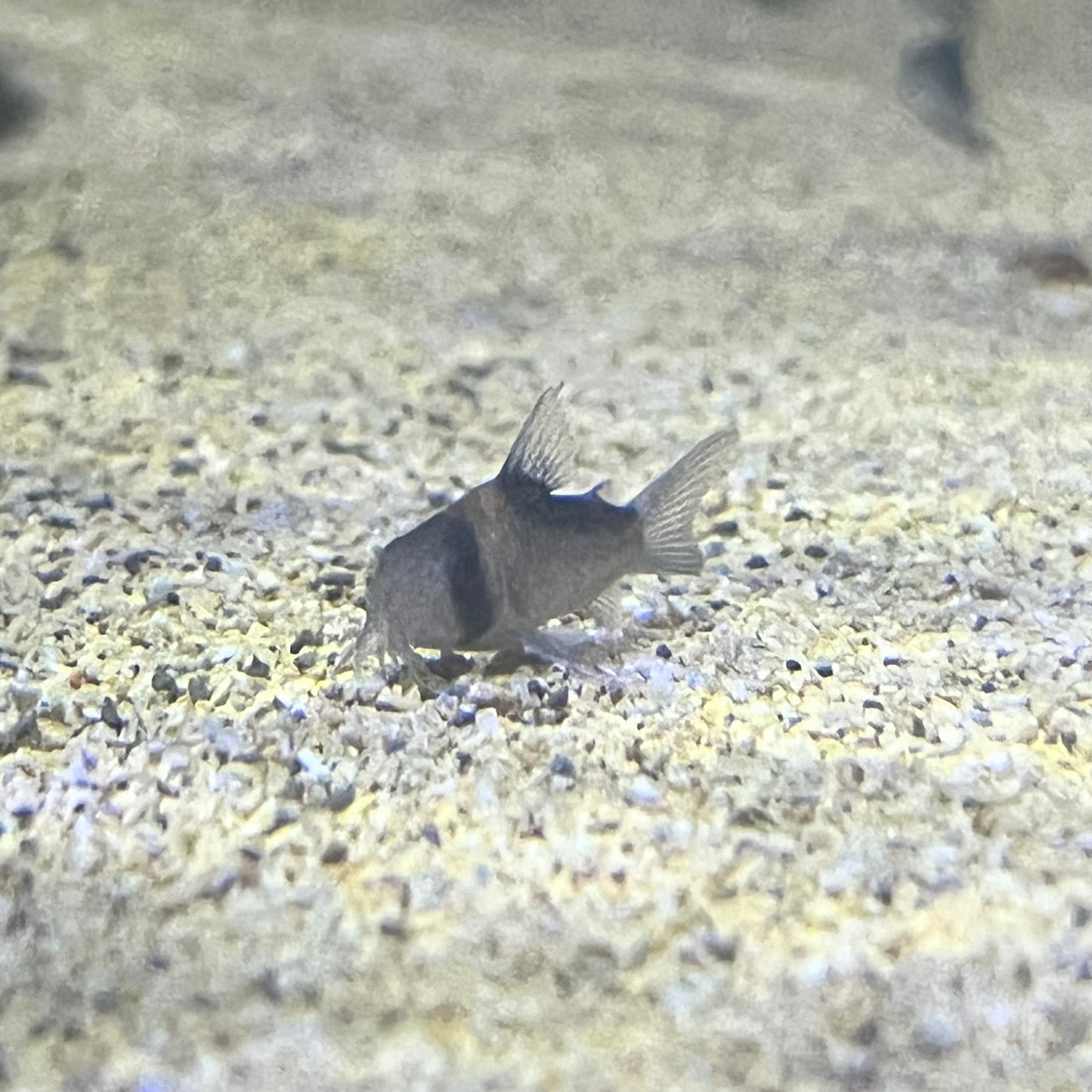 Duplicate Cory (Corydoras Duplicareus)