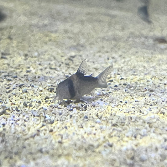 Duplicate Cory (Corydoras Duplicareus)