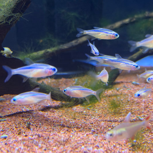Gold Neon Tetra “USA bred” (Paracheirodon Innesi)