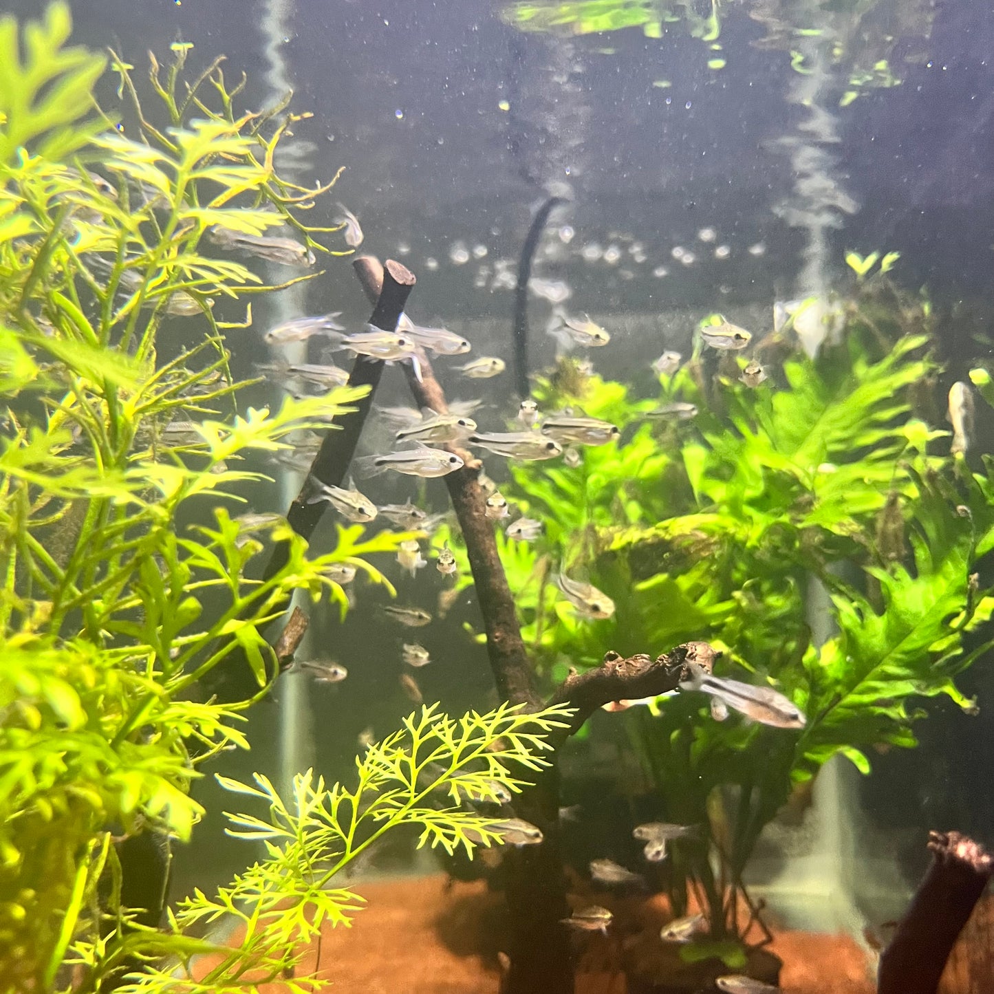 Pygmy Cory (Corydoras Pygmaeus)