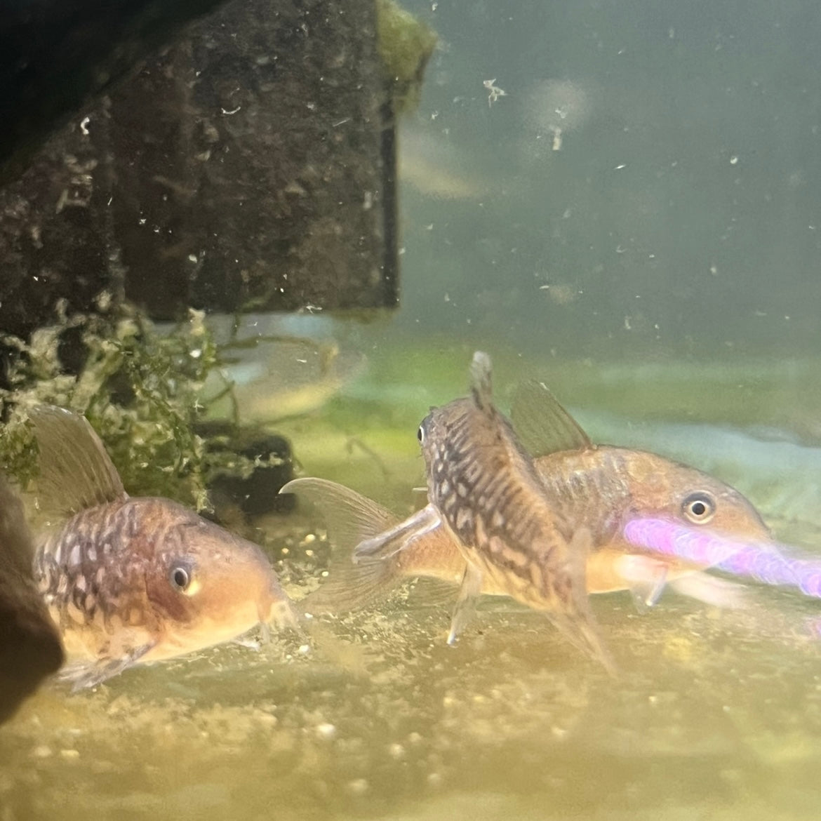 C005 Cory Pair (Corydoras Pantanalensis)