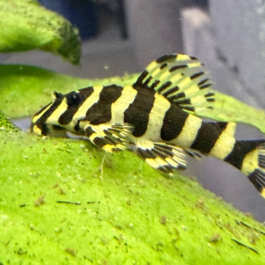 L134 Leopard Frog Pleco
