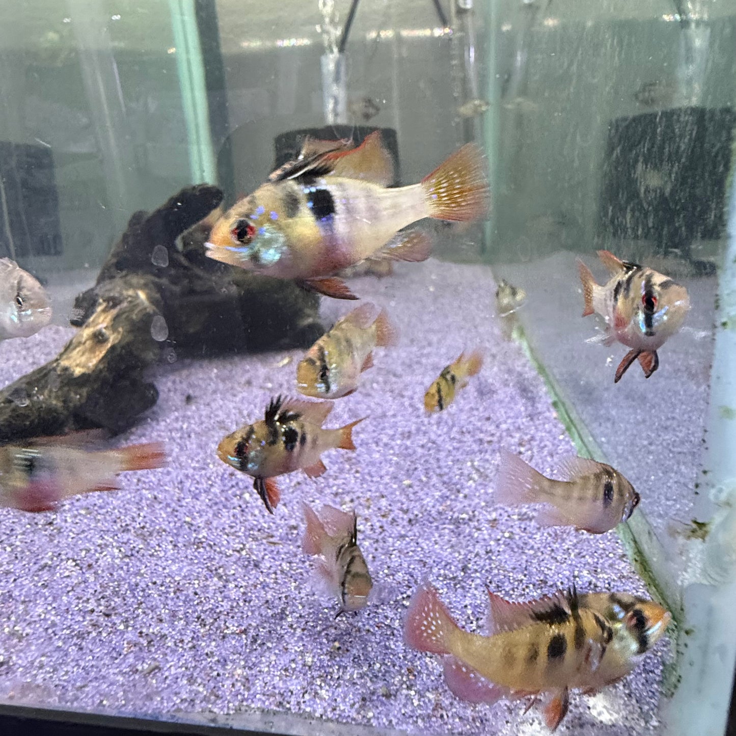 German Blue Ram (Mikrogeophagus Ramirezi)