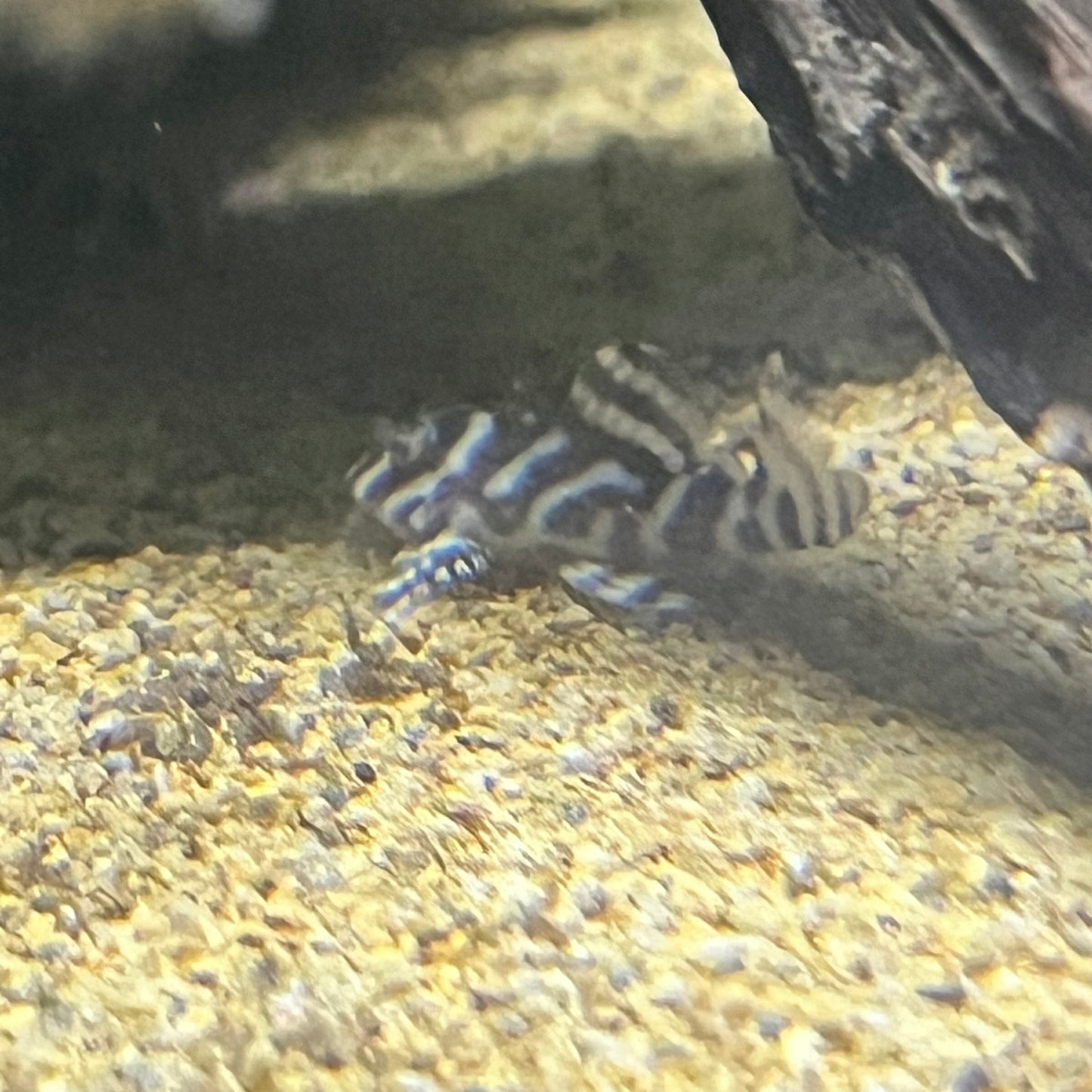 L333 King Tiger Pleco