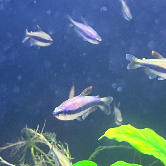 Blue Emperor Tetra