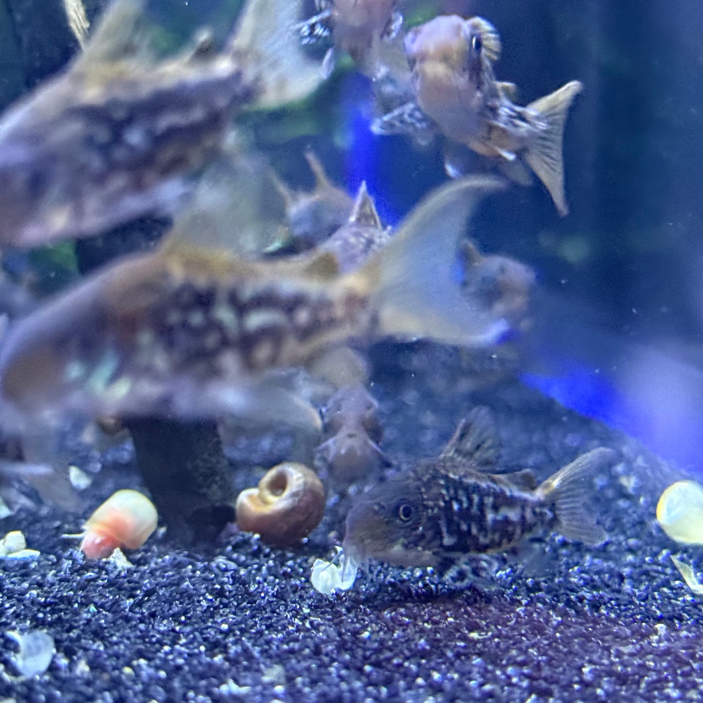 C005 Cory (Corydoras Pantanalensis)