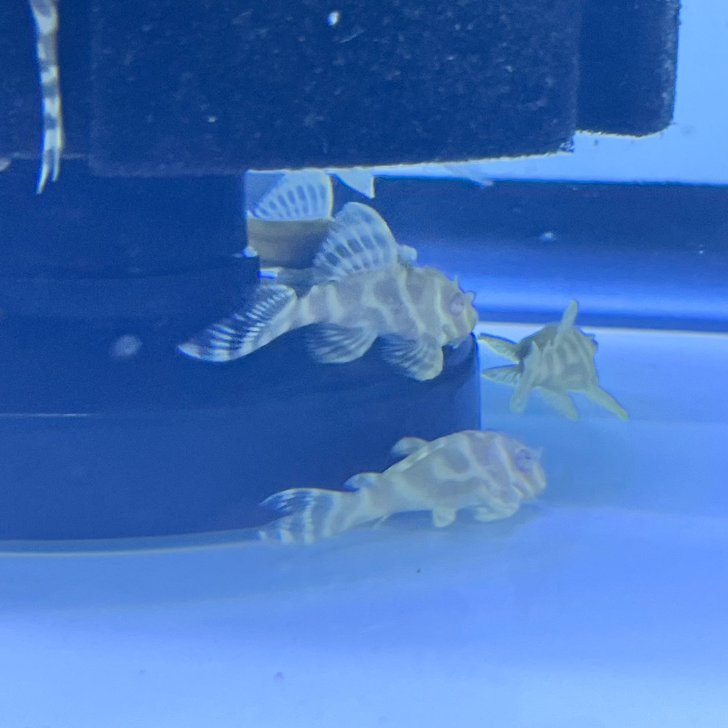 L333 “albino” king tiger pleco