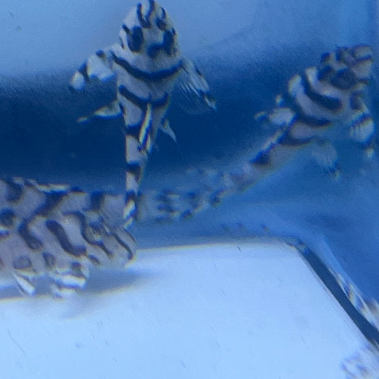 L236 (RB Line) Super White Pleco