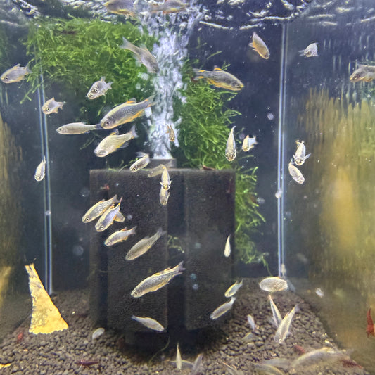Galaxy Rasbora