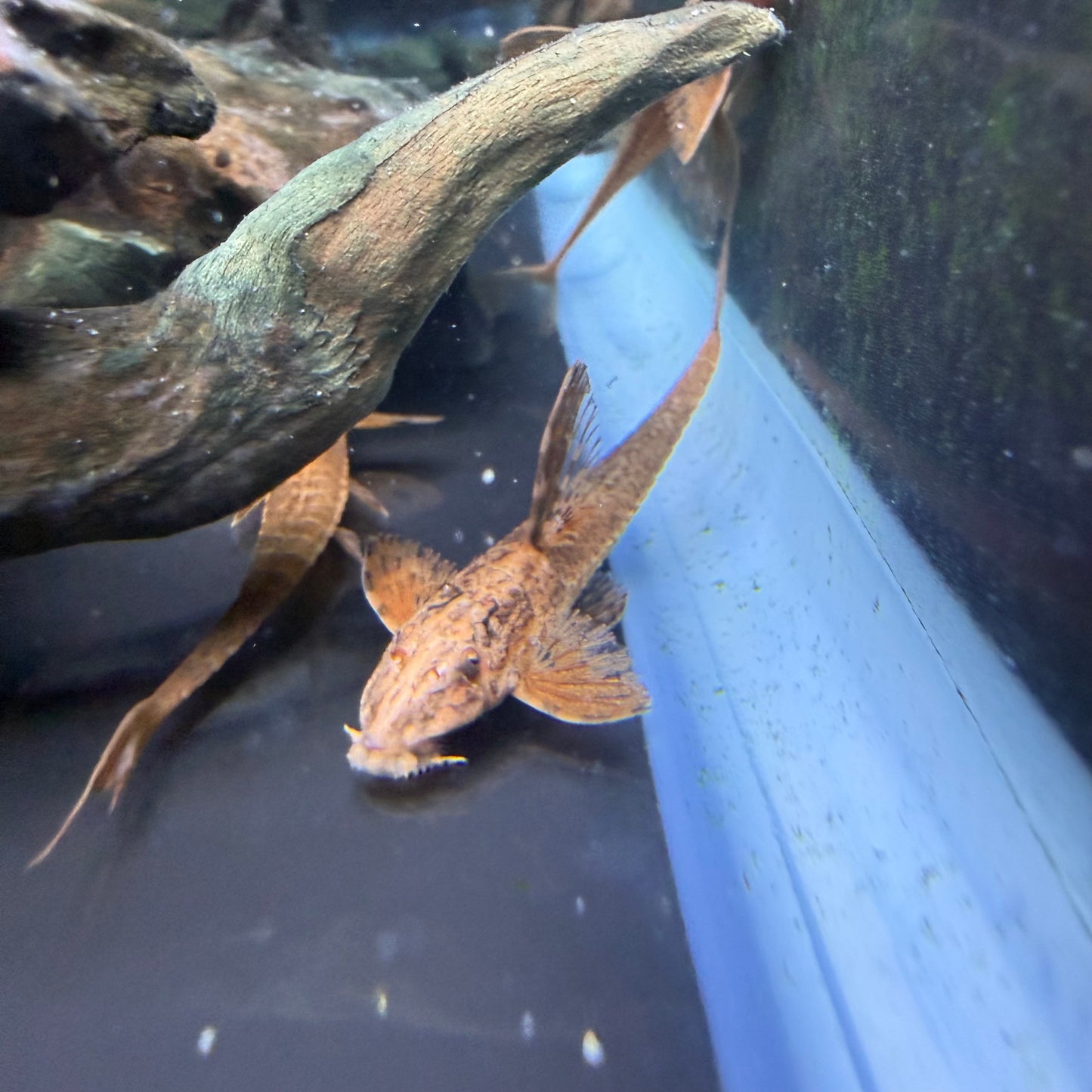 Red Lizard Whiptail Catfish