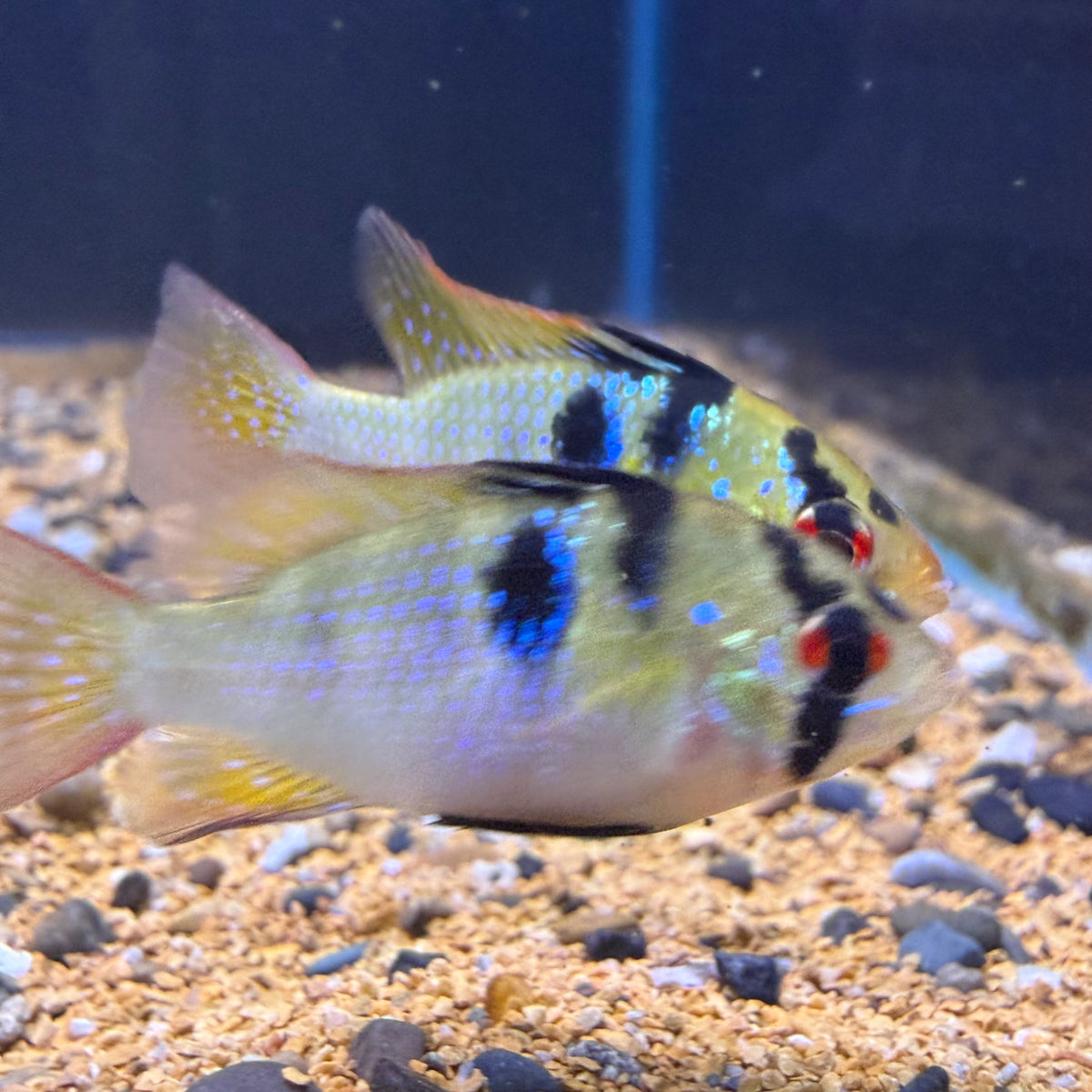 German Blue Ram