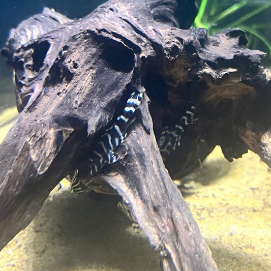 L333 King Tiger Pleco