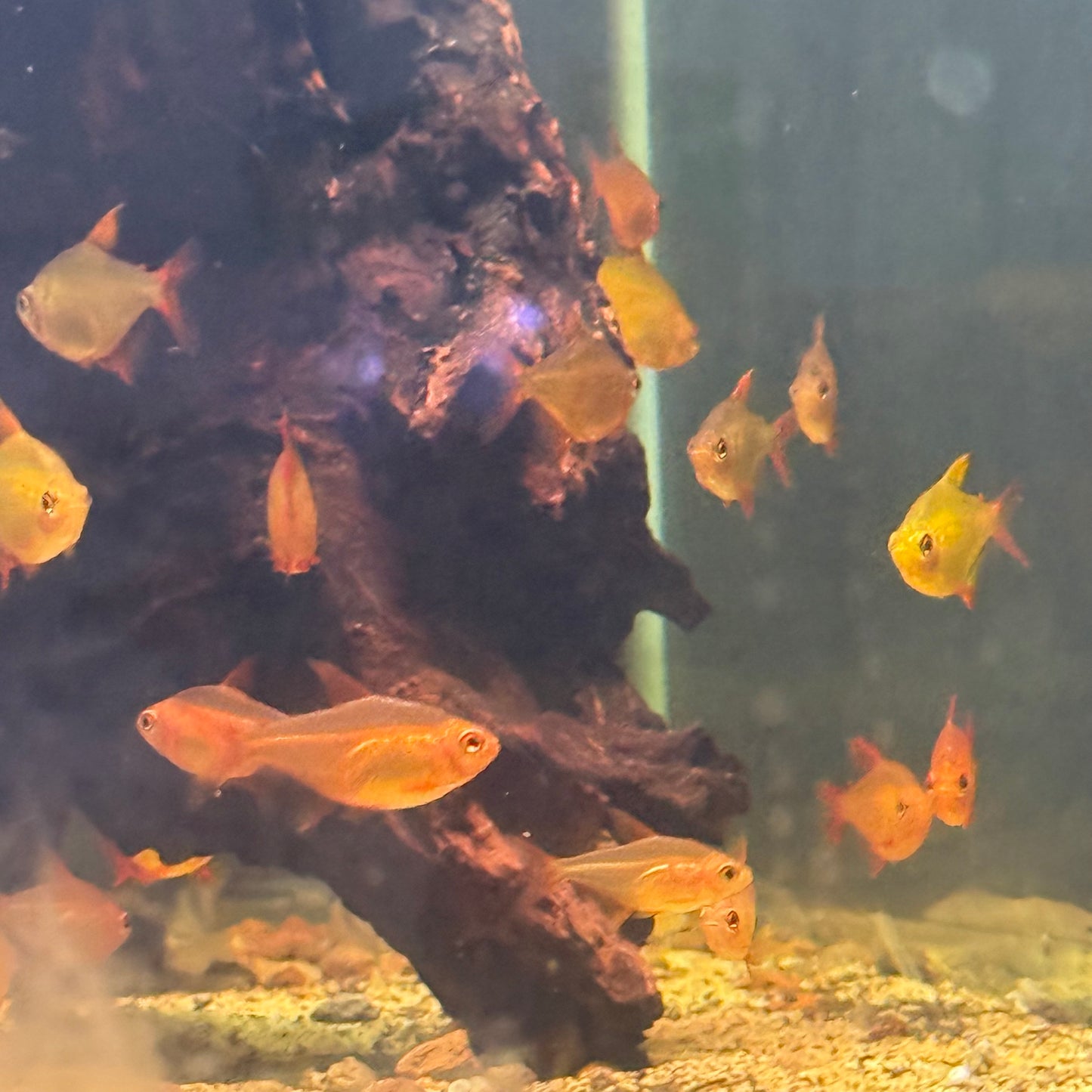 Red Muzel Tetra (Hyphessobrycon sp. “Muzel Red Cherry“)