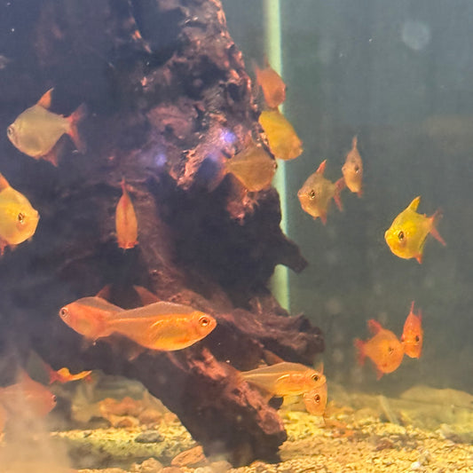 Red Muzel Tetra